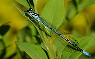 Azure Bluet (Male, Coenagrion puella)